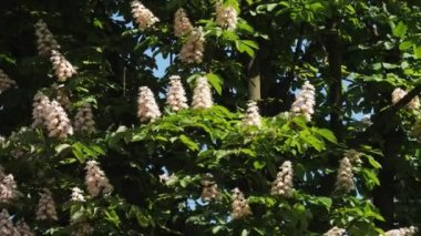 Bir kestane önümüzdeki close-up. bir kestane ağacı yaprakları, güneşli bir günde.