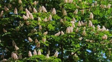 Güneşli bir çiçek ve yeşil yaprakları ile çiçek kestane ağacının bir taç. 10 bit 422 ateş