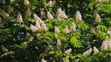 Güneşli bir çiçek ve yeşil yaprakları ile çiçek kestane ağacının bir taç. 10 bit 422 ateş