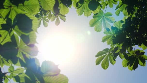 Close-up van een kastanjeboom bladeren, op een zonnige dag. Schot in 10 bit 422 — Stockvideo