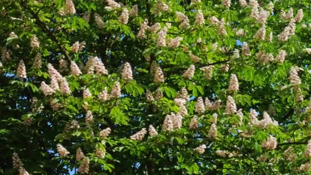 Ένα στεφάνι από μια άνθηση κάστανο δέντρο σε μια ηλιόλουστη ημέρα με λουλούδια και πράσινα φύλλα. Πυροβολούν για 10 bit 422 — Αρχείο Βίντεο