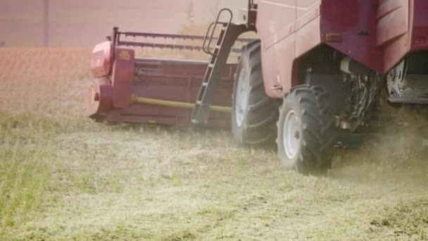 Combine harvests from the field — ストック動画