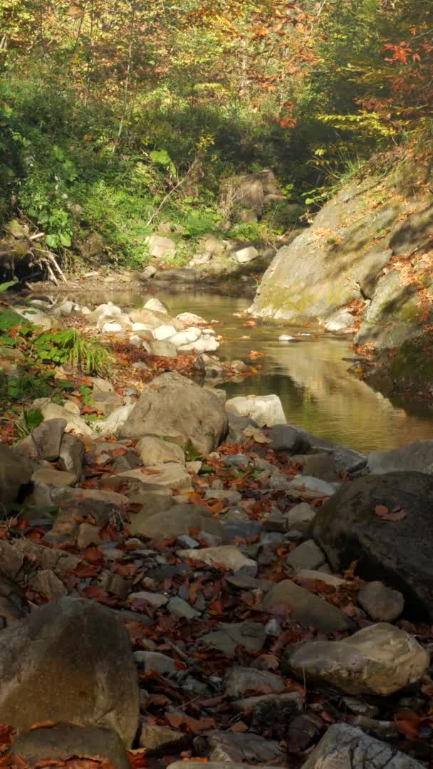 Függőleges felvétel. A hegyi folyó őszi erdőben, és a nap süt át a lombozaton.. — Stock videók