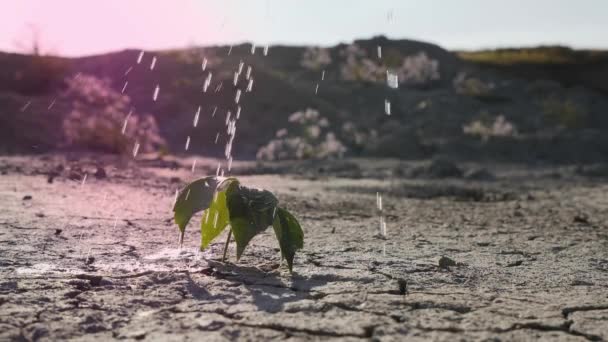 Вода проливается на небольшой побег, прорываясь сквозь сухую землю — стоковое видео