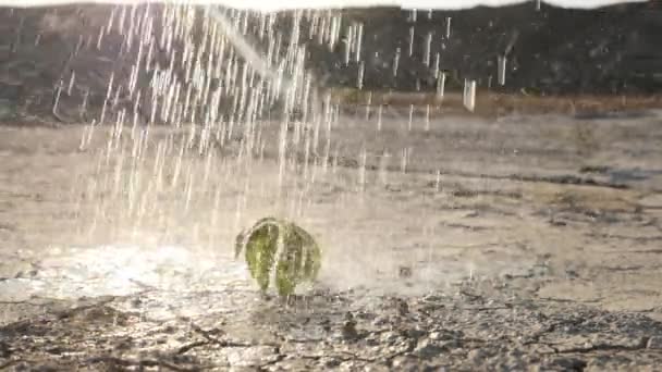 Wasser verschüttet einen kleinen Sprössling, der durch trockenen Boden bricht — Stockvideo