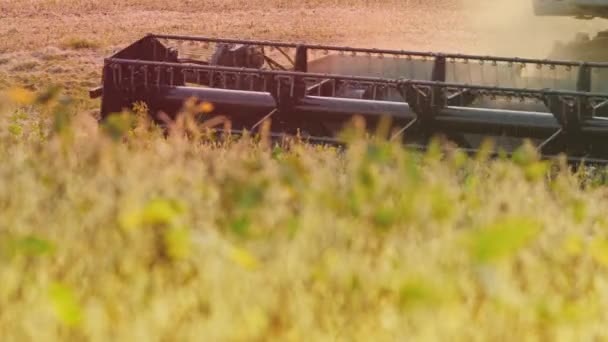Комбинат урожая с поля — стоковое видео