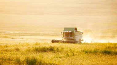 tarladan hasat hasat