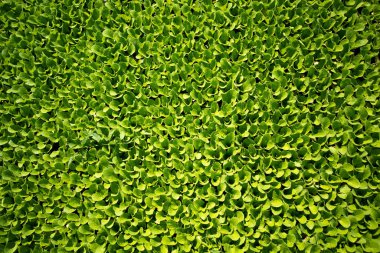 Üstten Görünüm, yakın çekim, yataklar yeşil Fidan, arka plan