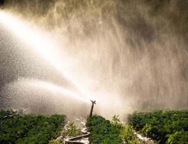 Sabah güneşin bir çiftlikte su fıskiyesi