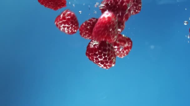 Many red raspberries are falling into water against blue background. — Stock Video