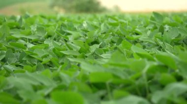 Sahada yeşil bitkiler