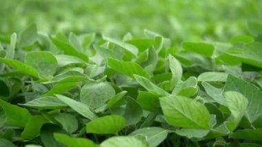 Sahada yeşil bitkiler