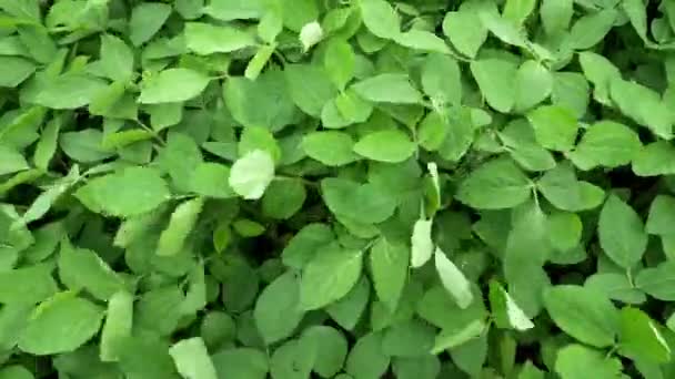Zelené rostliny na poli — Stock video