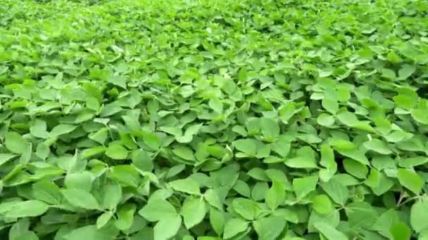 Zöld növények a mezőn — Stock videók