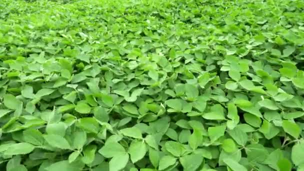 Plantas verdes en el campo — Vídeo de stock