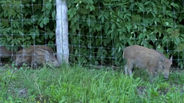 Wild boar beasts in the meadow — Stock Video