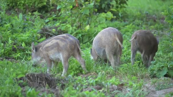 Wild boar beasts in the meadow — Stock Video