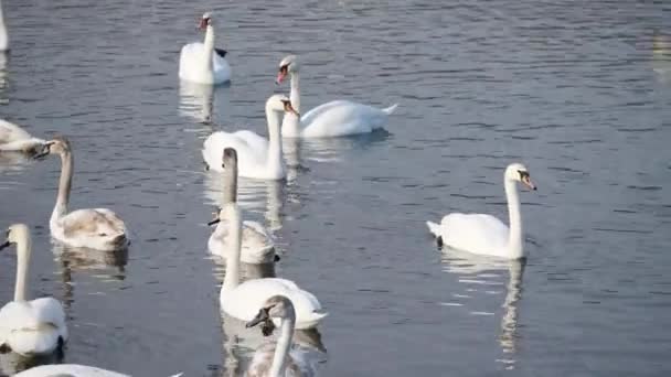 Cisnes invierno en el lago — Vídeos de Stock