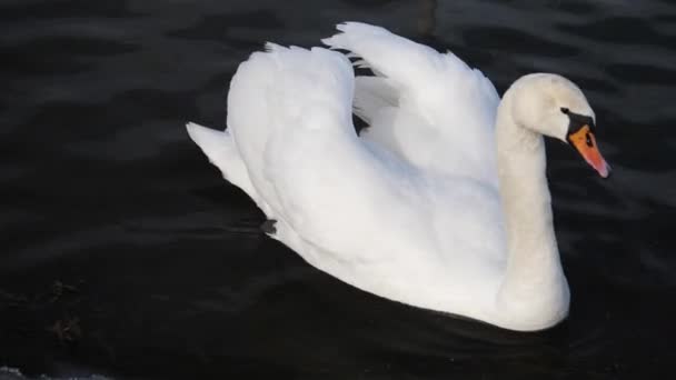 Cisnes invierno en el lago — Vídeo de stock
