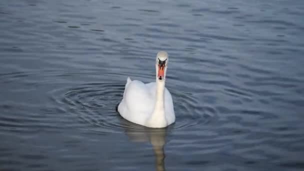 Cisnes invierno en el lago — Vídeos de Stock