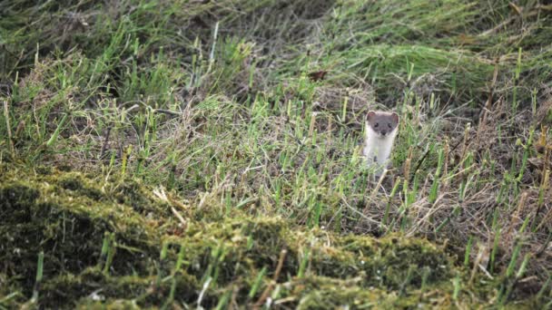 El pequeño roedor saltó del visón en el campo y comenzó a mirar a su alrededor — Vídeos de Stock