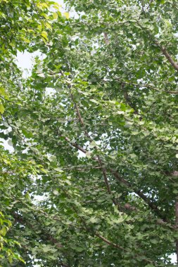 Ginkgo biloba green, sky blue background