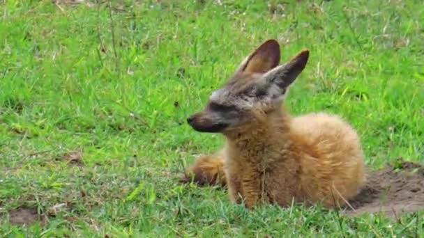 Bat-eared. fox Tanzania — Stock Video