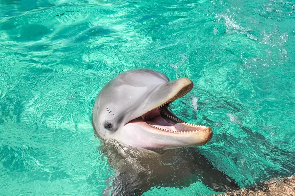 Το γέλιο δελφίνι — Φωτογραφία Αρχείου