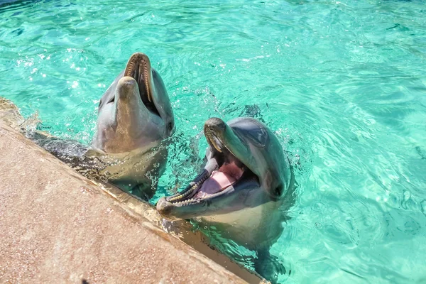 Dva se smíchem delfín — Stock fotografie