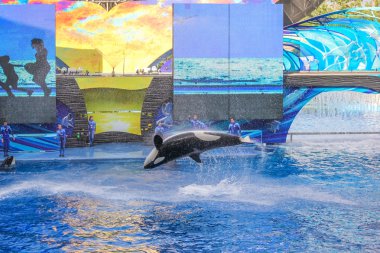 SeaWorld katil balina