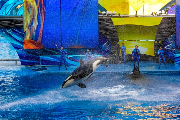 Baleia Tilikum orca — Fotografia de Stock