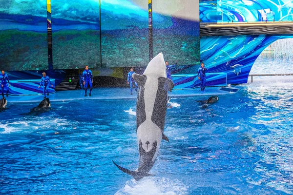 Baleia assassina de Tilikum — Fotografia de Stock
