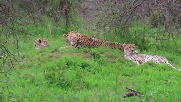 Гепарды с матерью — стоковое видео