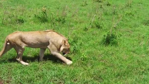 Yürüyen bir aslan — Stok video