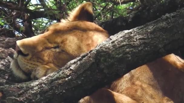 Mujer león durmiendo — Vídeos de Stock