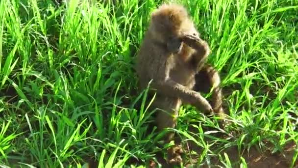 狒狒草平原 — 图库视频影像
