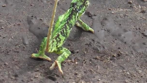 Africké zelený chameleon
