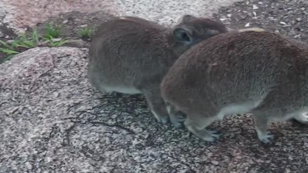 Pareja rock hyraxs — Vídeos de Stock