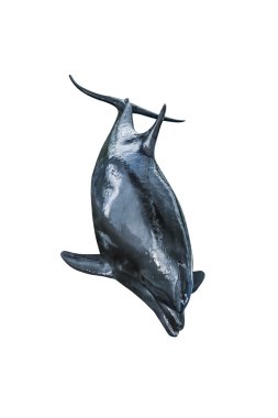 Yunus beyaz arka plan