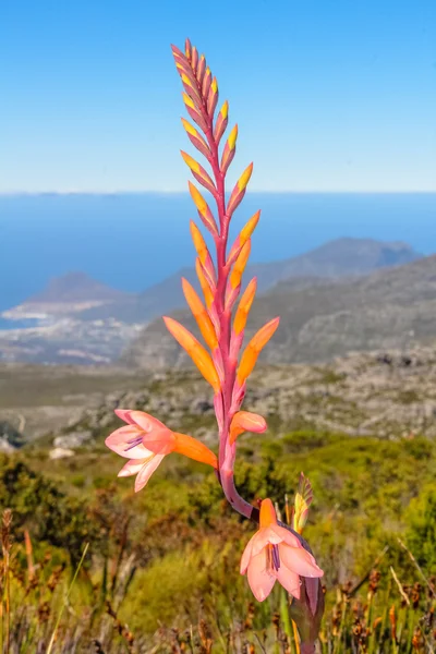 Fynbos in South Africa — Stock Photo, Image