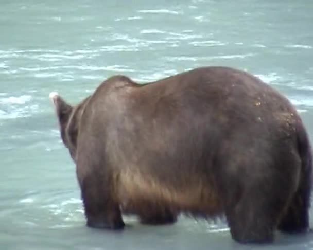 Aljašce grizzlyho jíst — Stock video
