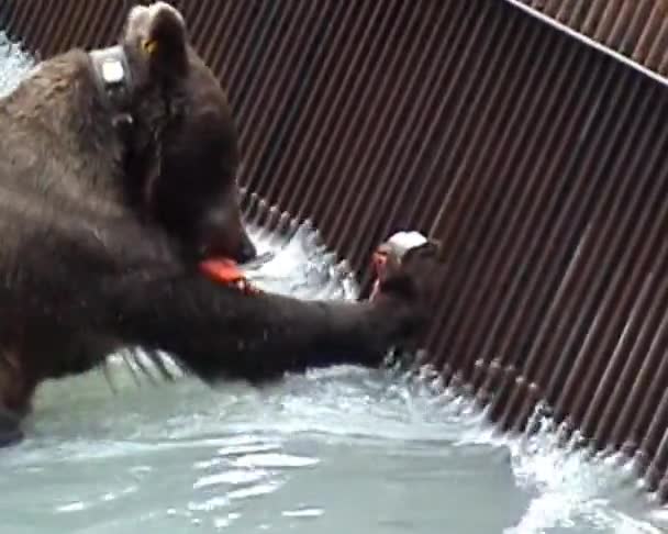 Alaska grizzly jedzenie — Wideo stockowe
