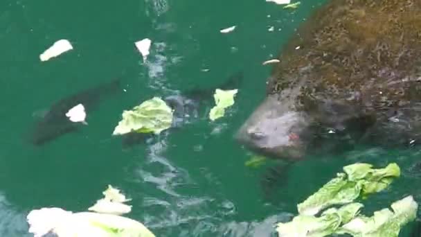 Manatee Crystal River — Video