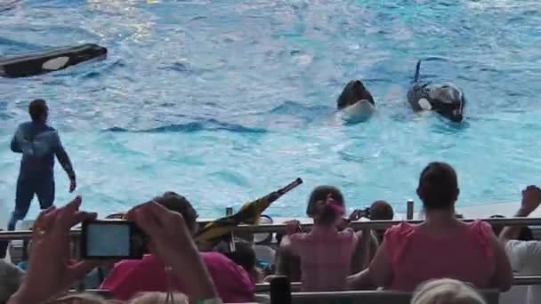 Delfíni Ukázat Orlando — Stock video