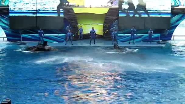 Killer whale Show Orlando — Stock Video