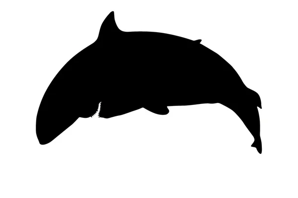 Dangerous silhouette shark — Stock Photo, Image