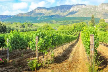 Stellenbosch şarap çiftliği