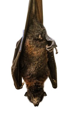 Fruit bat hanging clipart