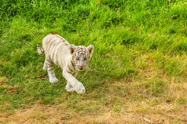 Baby weißer Tiger — Stockfoto