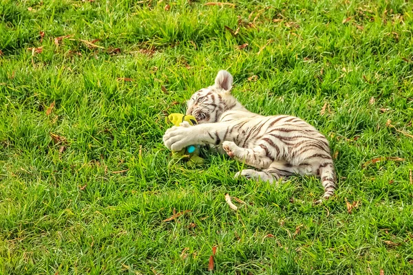 Baby tiger plays — Stock Photo, Image